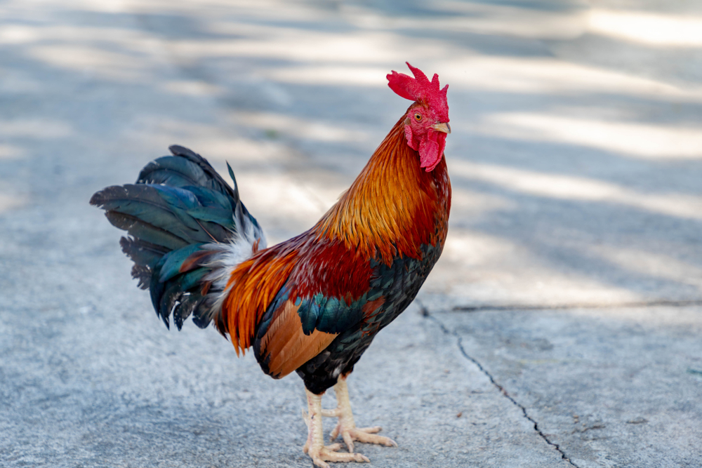 Kakasa ölt meg egy idős nőt Ausztráliában