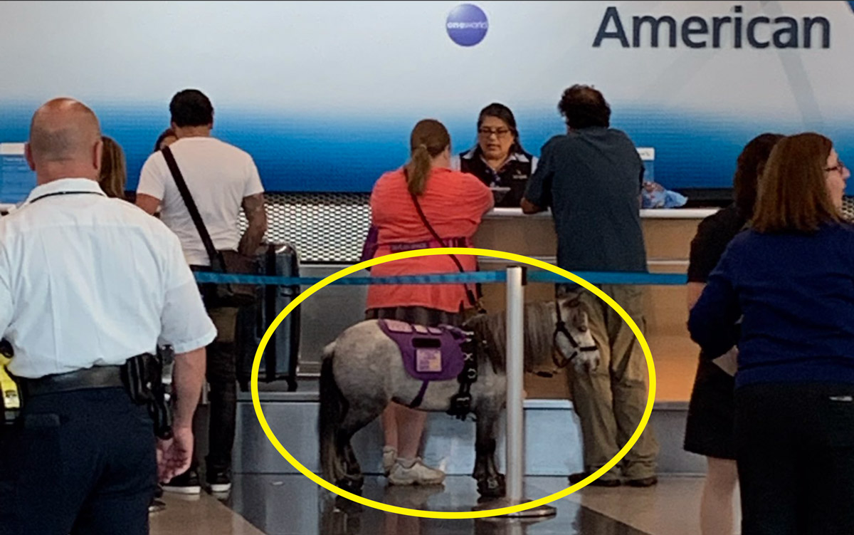 Egy utas a lovával együtt szállt repülőre