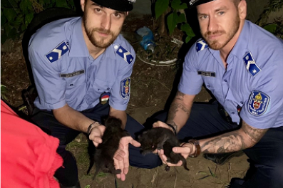 Élve eltemetett kismacskákat mentettek meg