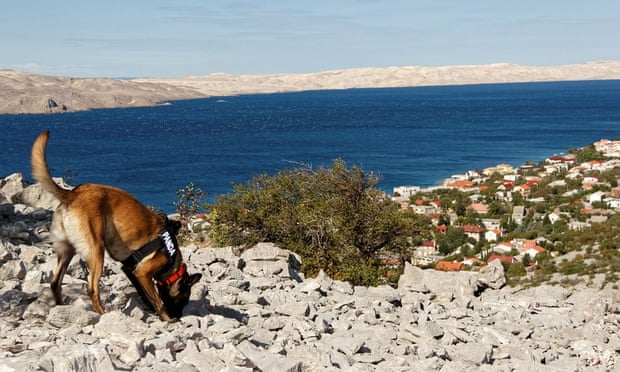 Kutyák szimatolják ki a régészeti leleteket