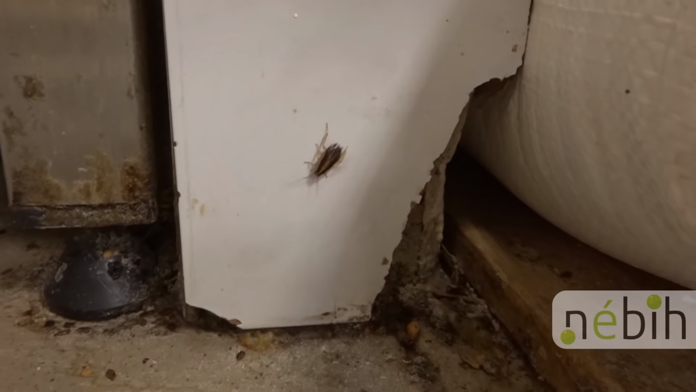 Kétszer kellett bezárni egy csepeli pékséget (videóval)