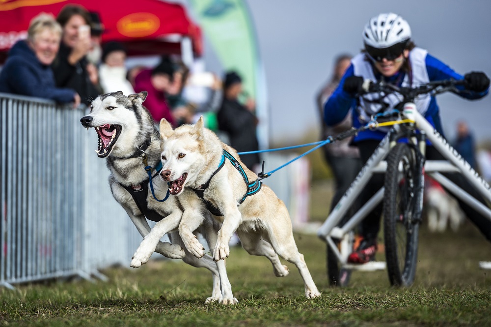 Tizenkilenc magyar érem a hazai rendezésű kontinensbajnokságon