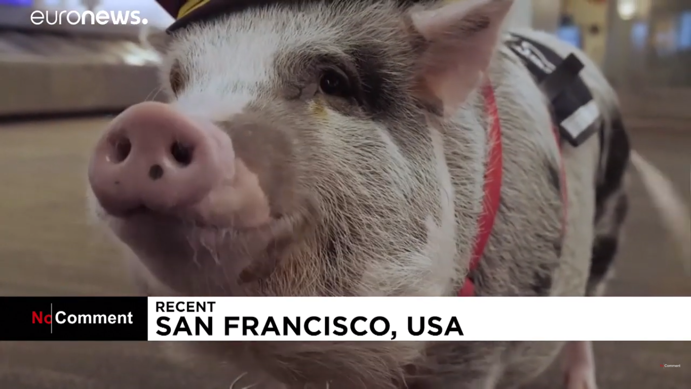 Terápiás malac fogadja az utazókat a repülőterén