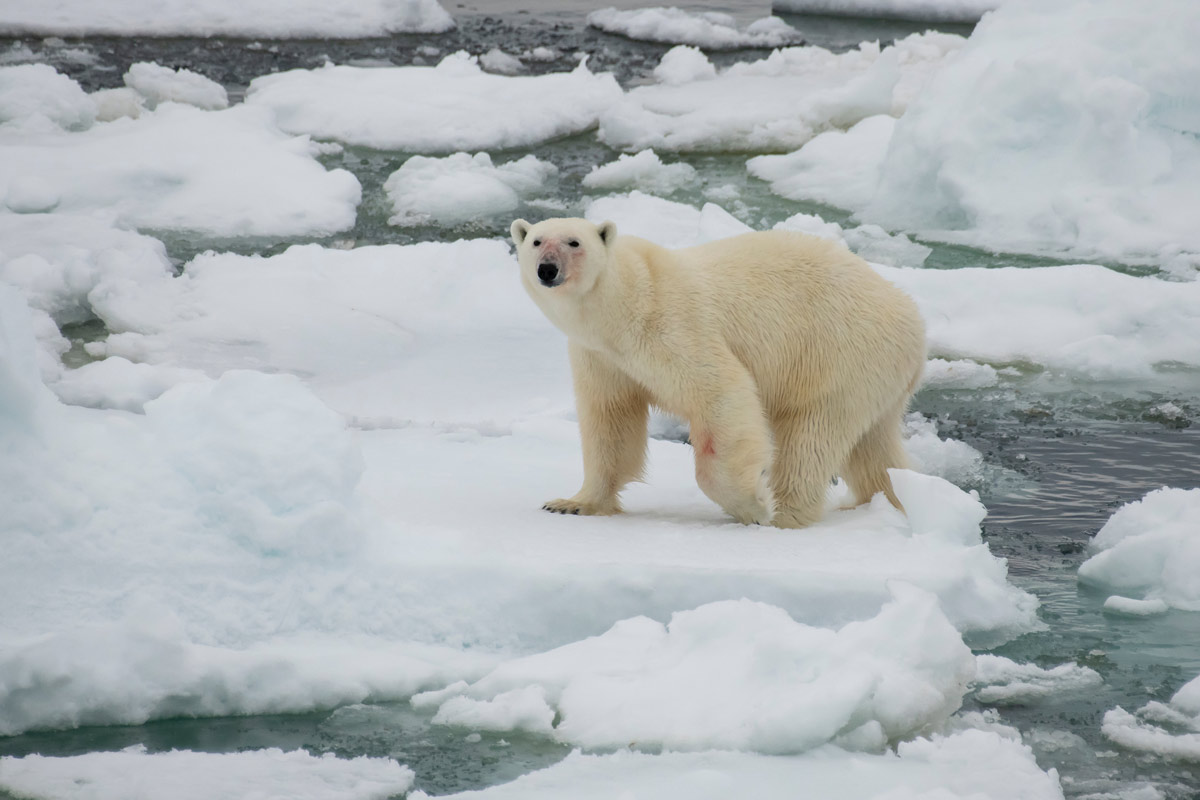 Jegesmedve támadt egy alaszkai falura, megölt egy nőt és gyermekét