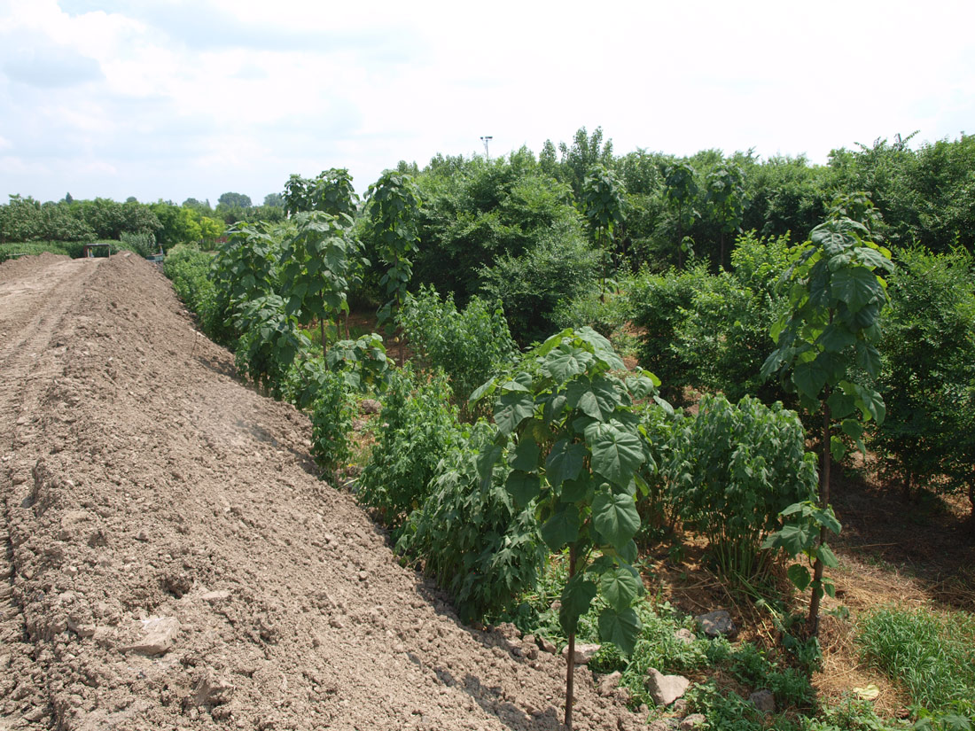 Iszaphisztérikusok támadása