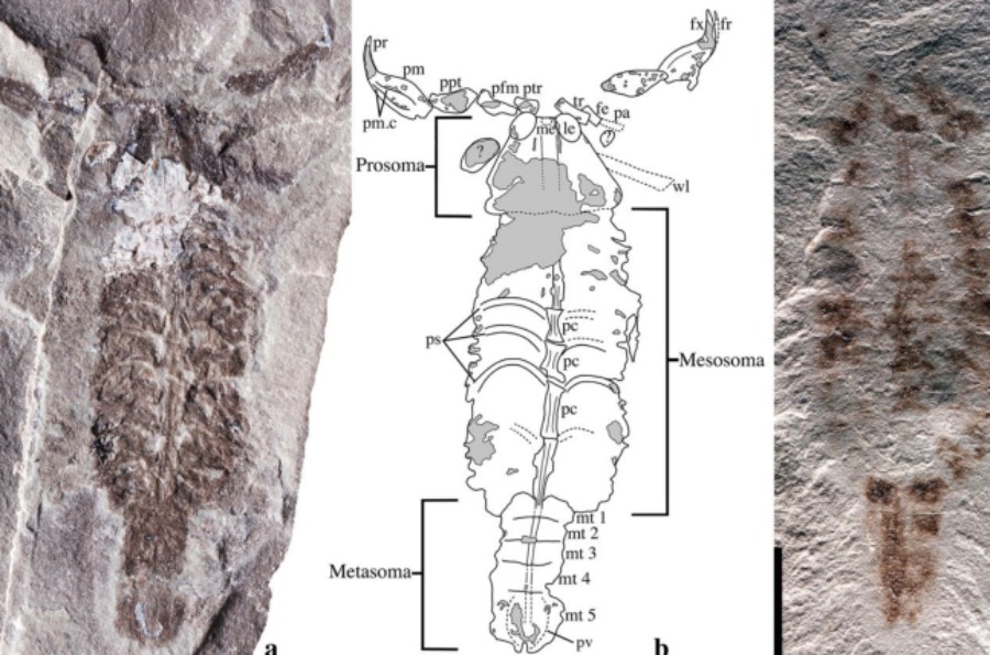 Több százmillió éves skorpiókat azonosítottak