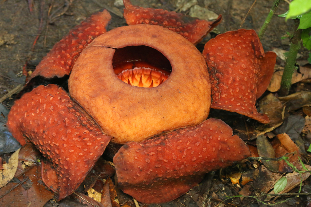 Kinyílt a világ legnagyobb virágja Indonéziában