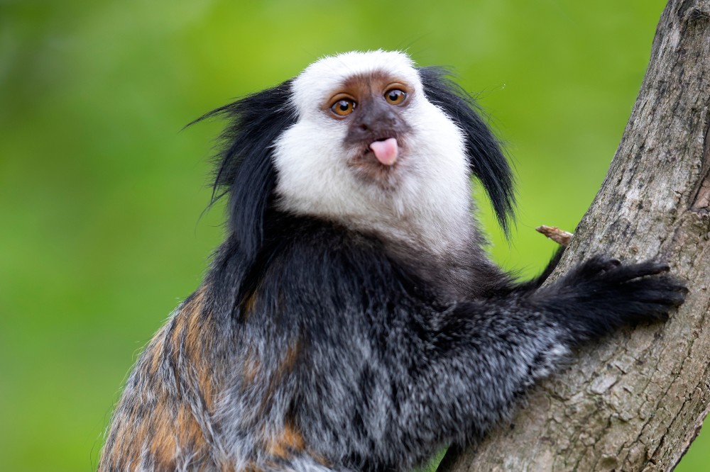 Fehérfejű selyemmajom született Szegeden