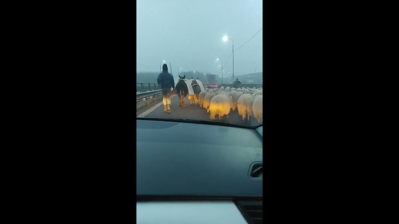 „Bezzeg Románia”: autópályán terelte nyáját egy román pásztor (videóval)