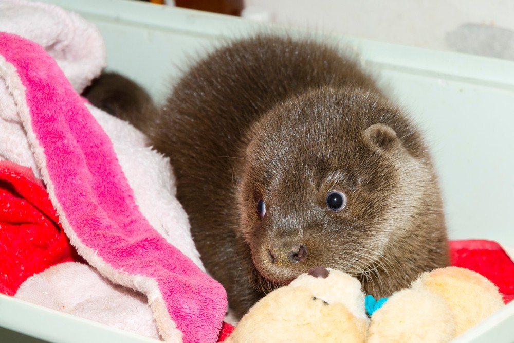 Mentett vidrakölyköt nevelnek Szegeden