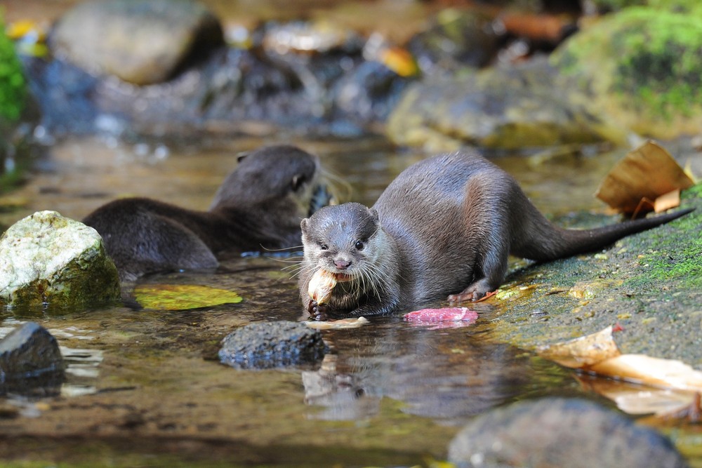 A vidra lett az év emlőse