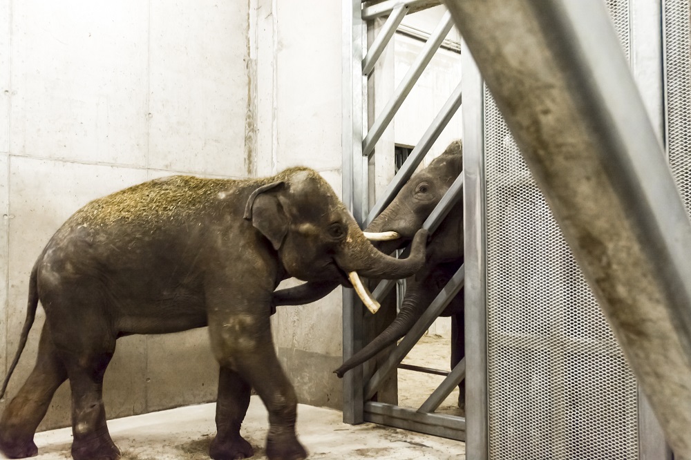 Félix megérkezett Szegedre