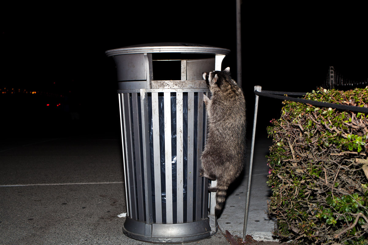 Szarvasok, mosómedvék kószálnak a kiürült városokban
