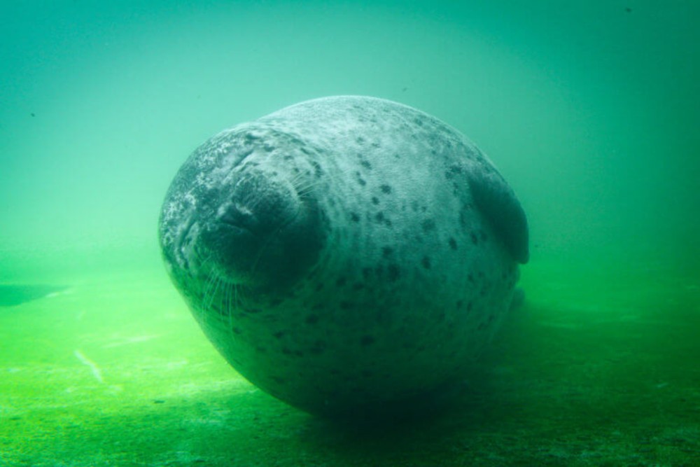 Élőben is követhetjük a fókapár életét