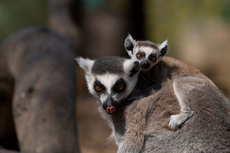 Gyűrűsfarkú makikölyök Debrecenben