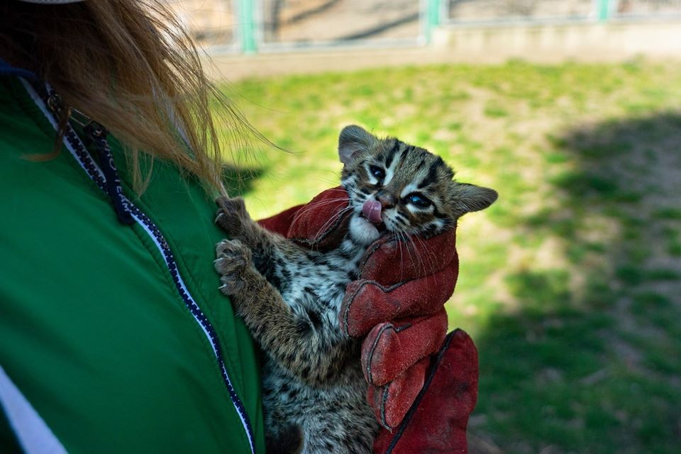 Leopárdmacska született Debrecenben