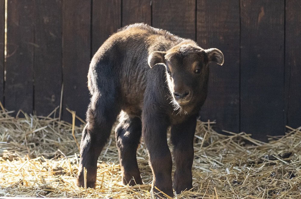Takin született a Nyíregyházi Állatparkban