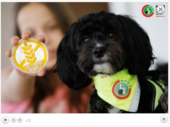 Szolgálatba állt az első magyar gluténjelző kutya