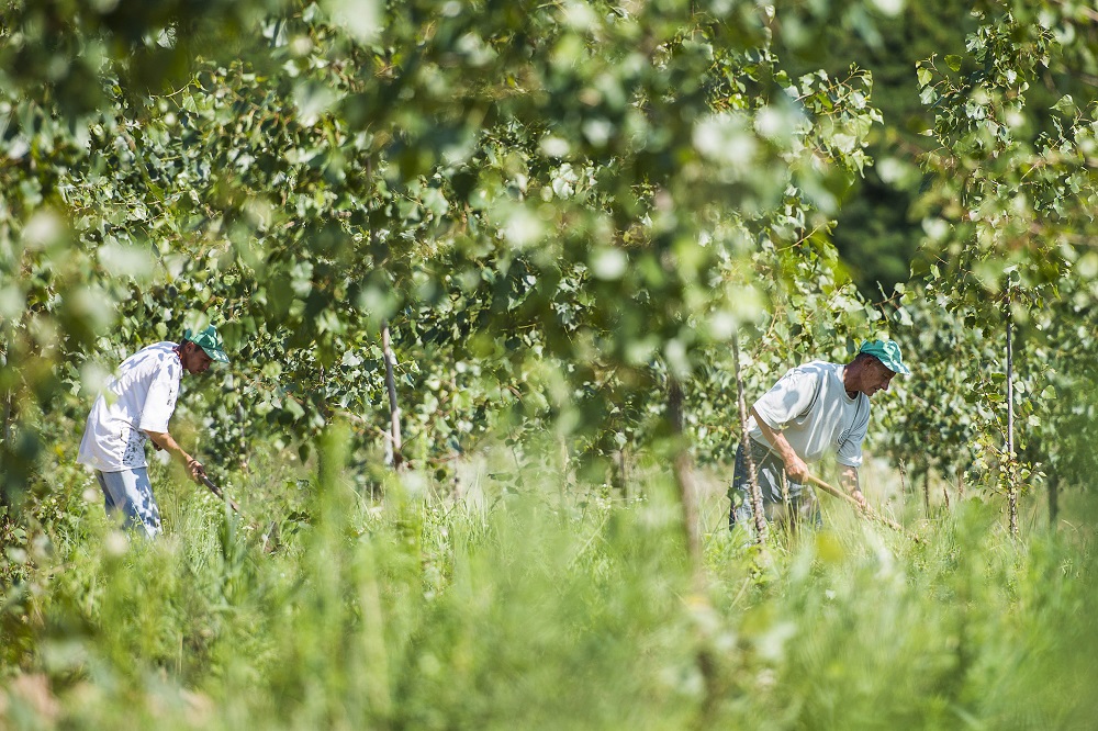Közmunkára ítéltek két, rémhírt terjesztő férfit Békéscsabán