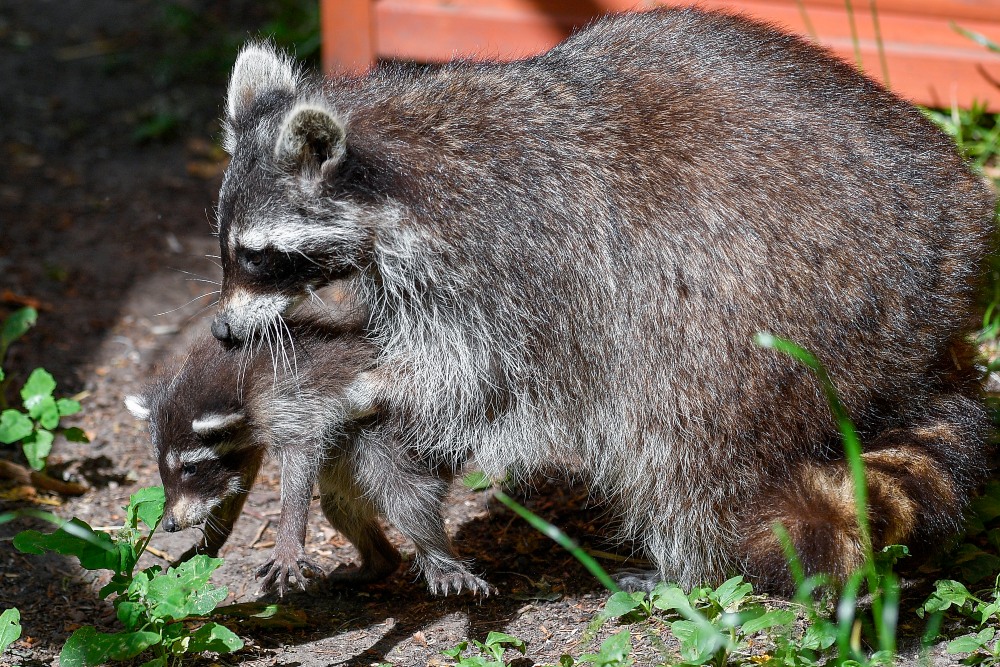 Mosómedve ötös ikrek születtek Debrecenben