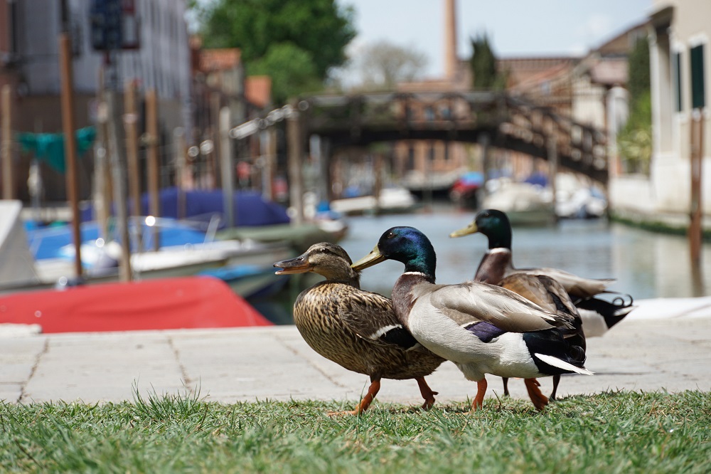 Ötszáz alatt az új fertőzöttek száma Olaszországban