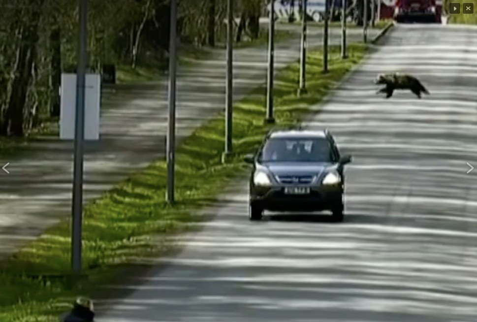 Anyamedve és kisbocsa tévedt az észt főváros utcáira