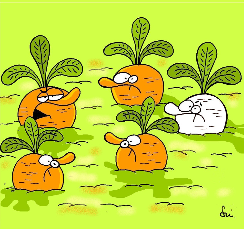 Kötekedő sárgarépa