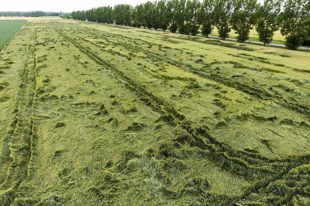 Földre borult búza