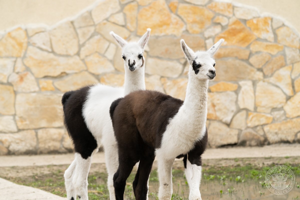 Lámacsikók születtek a debreceni állatkertben