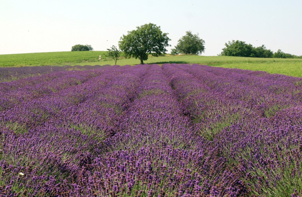 A nap képe: Levendulamező Alsódobszánál