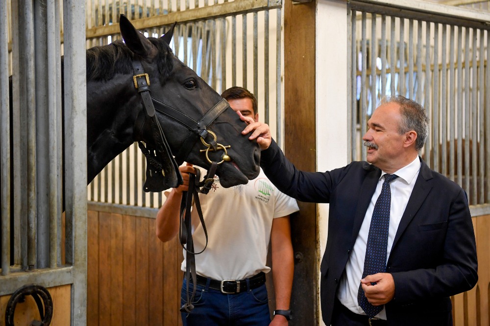 Elindult az erdélyi lótenyésztést segítő program