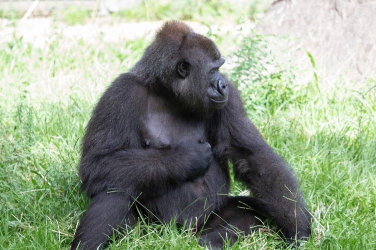 Az anyaságra tanítják a New Orleans-i állatkert gorilláját