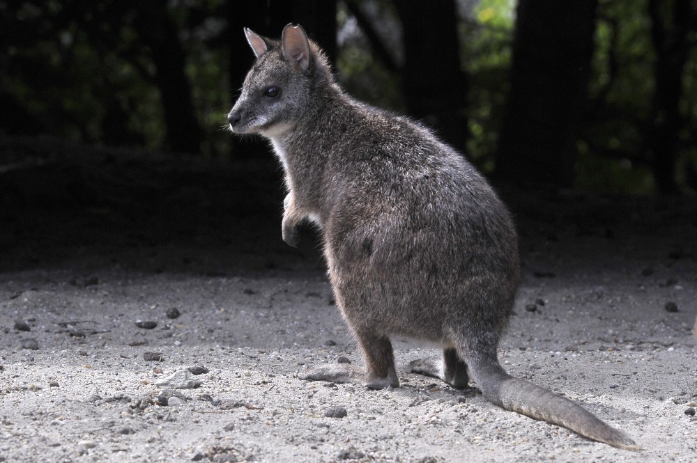 Kihaltnak hitt kengurufaj érkezett a budapesti állatkertbe