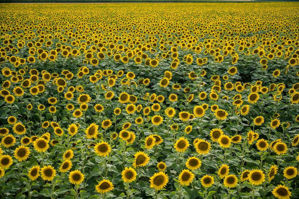 Virágzik a napraforgó