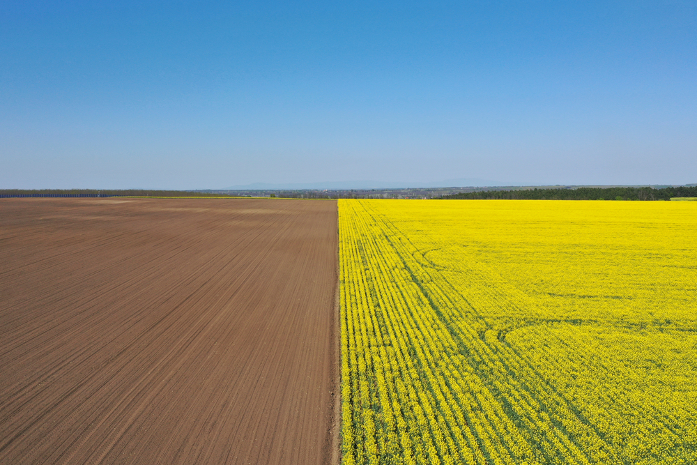 Pipacs, repce, napraforgó, szalmabála