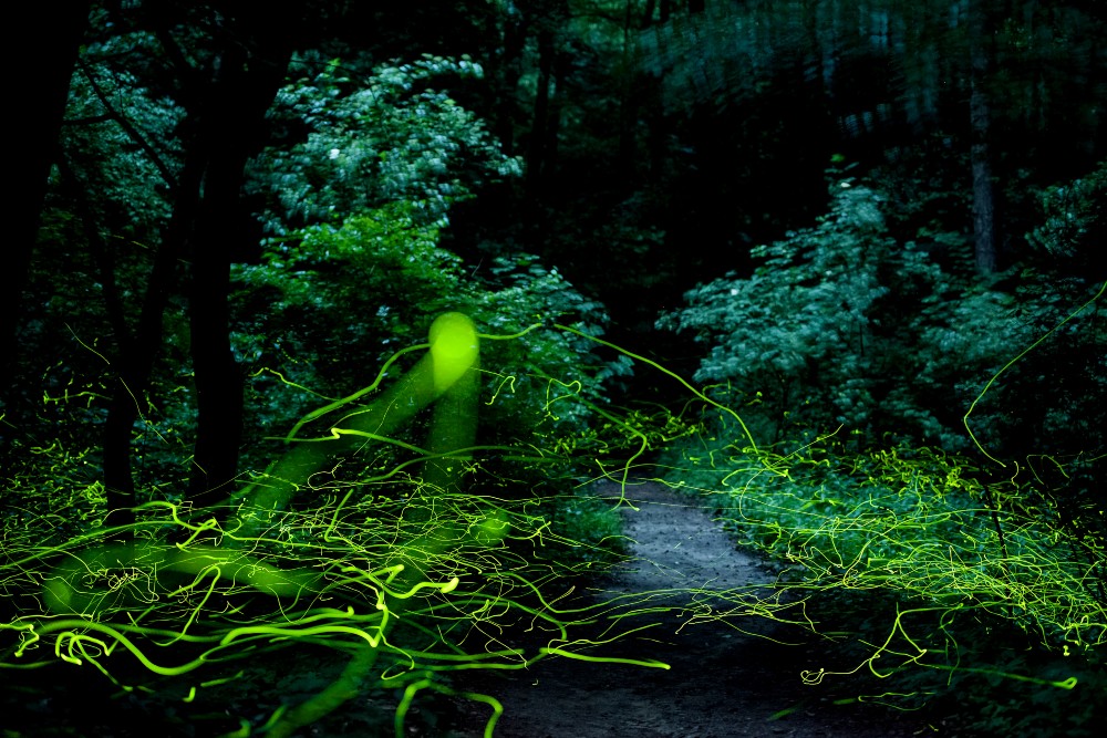 A nap képe: Szentjánosbogár-rajzás