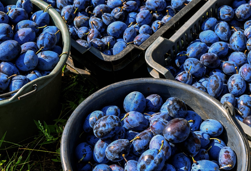 Átlagon aluli szilvatermés várható