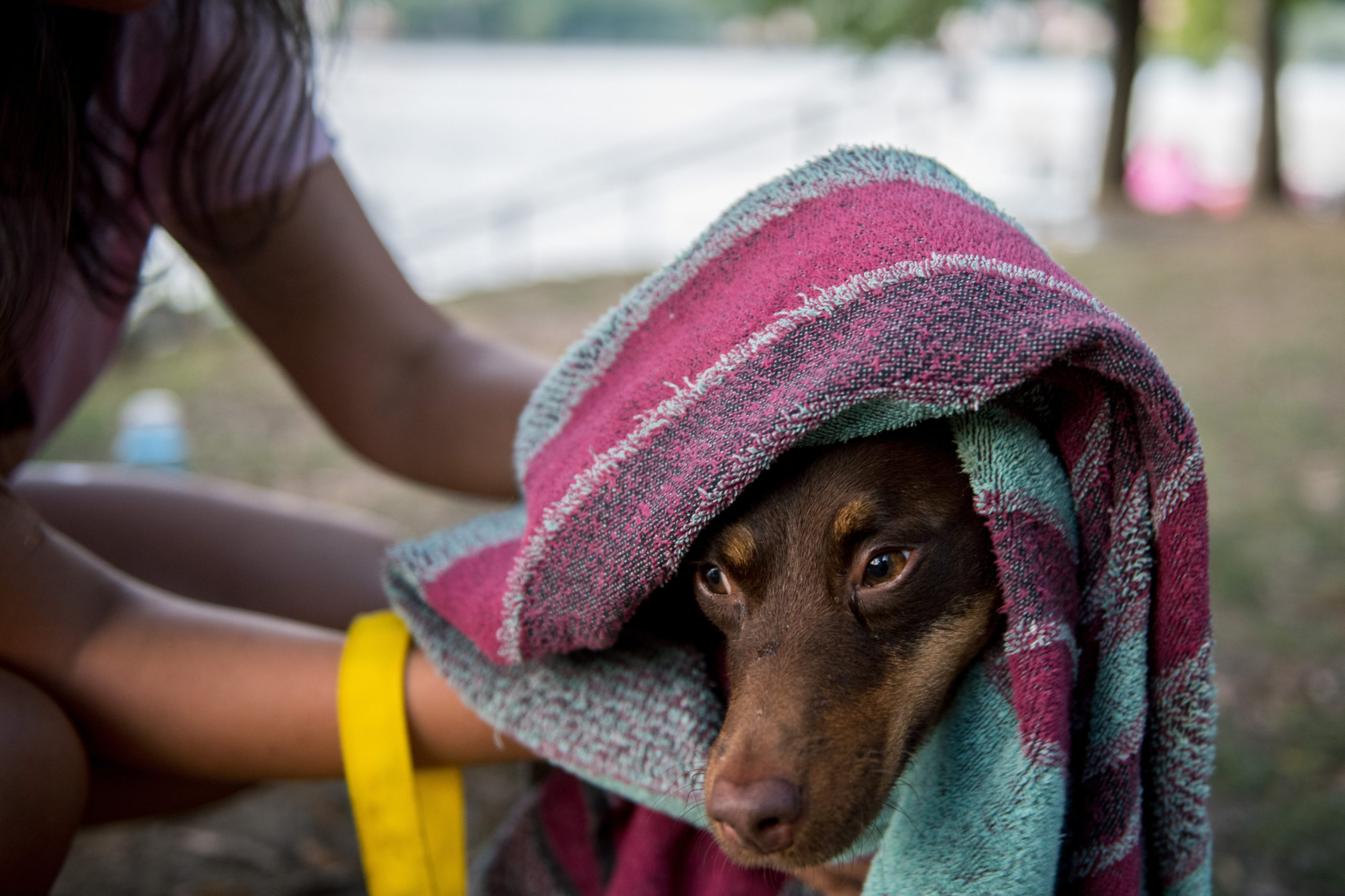 A nap képe: törölközőbe csavart kutya az orfűi kutyastrandon