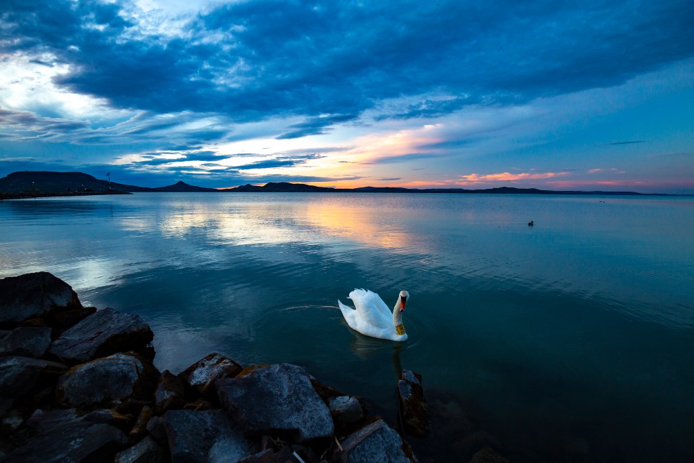 Főként fajtársaikkal szemben agresszívak a hattyúk