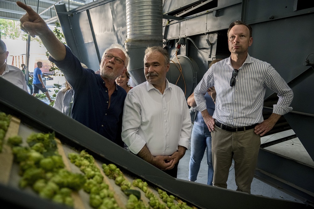 Százötvenmillió forint támogatáshoz jut a magyar komlótermesztés