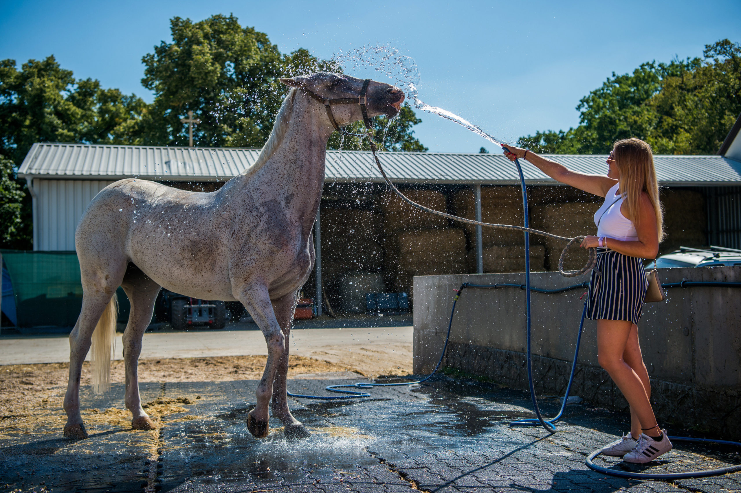 A nap képe: Hűsítő