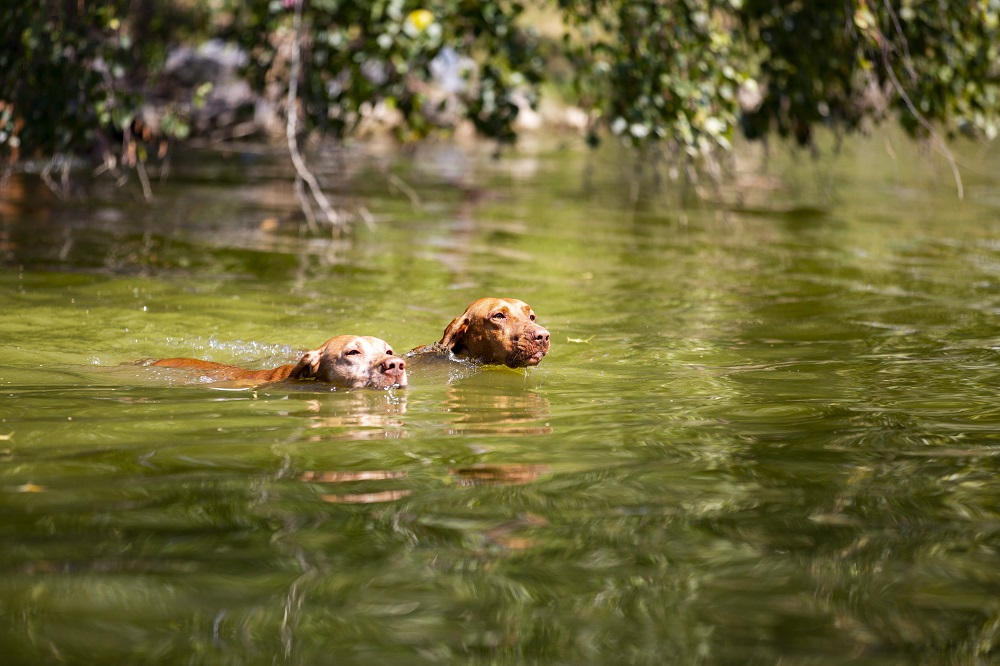 Országos vadásznap Pölöskén