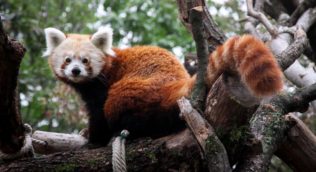 Összegyűlt a pénz a vörös pandák kifutójára