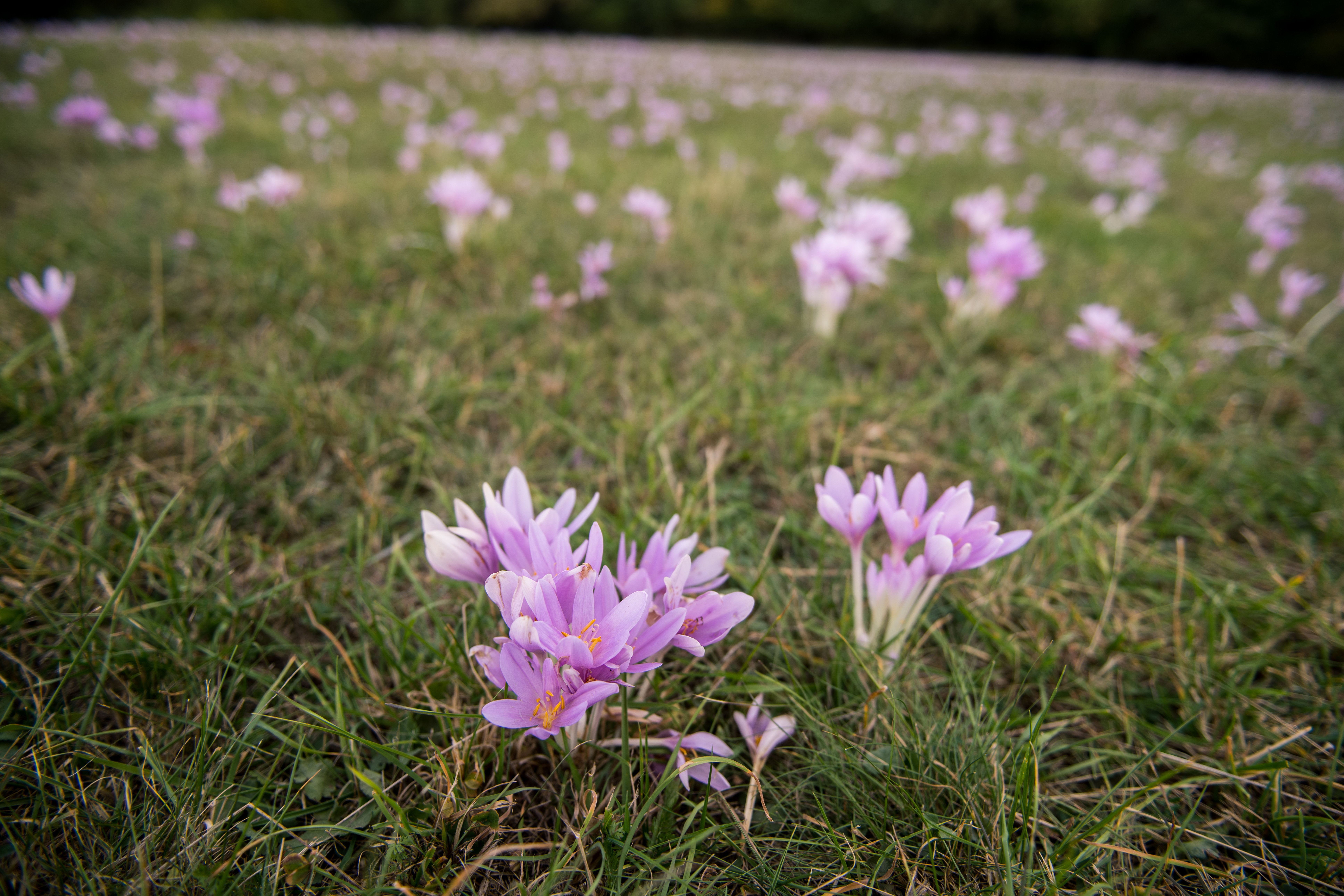 A nap képe: őszi kikerics virágzása a Mecsekben