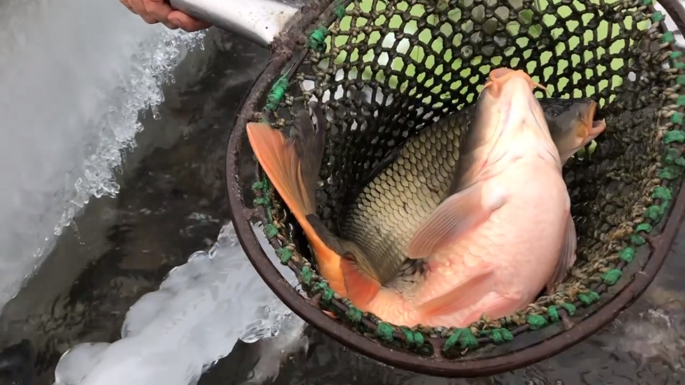 Uniós oltalom alá kerül az Akasztói szikiponty