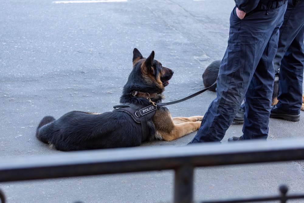 Keresőkutyákat vetnek be a helsinki repülőtéren