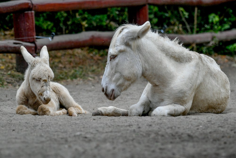 Fehér szamárcsikó született Debrecenben