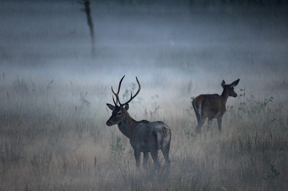 Elvette egy vadász fegyverét egy szarvas Csehországban