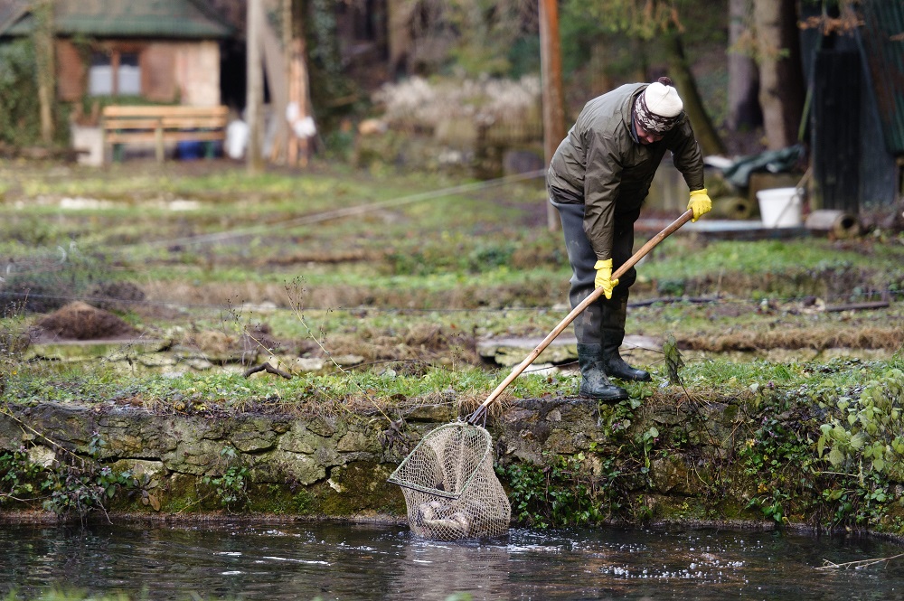 Oltalom alá került a szilvásváradi pisztráng