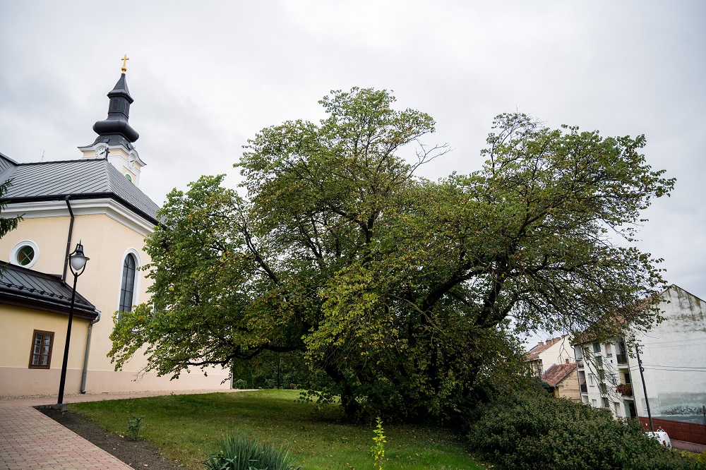 Az év fájának választott mélykúti júdásfa